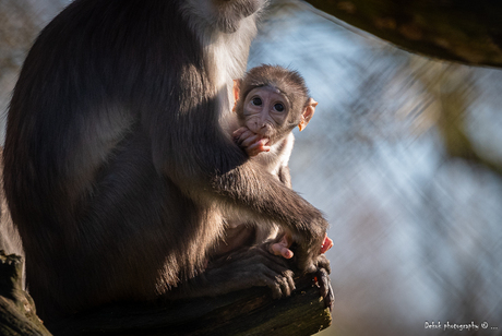 Portret van een Witkruinmangabey  - Spruit .