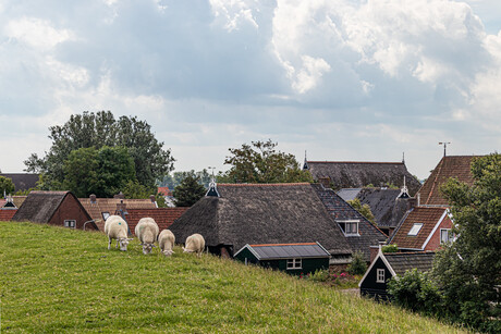 Schaapjes in Moddergat