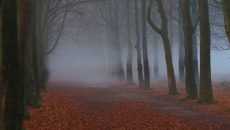 Mist in het bos