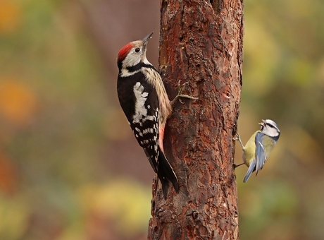 middelste bonte specht