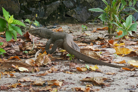 190316    leguaan