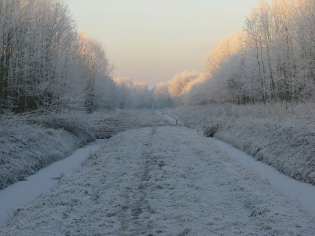 Winter in de het bos