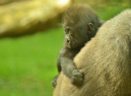 jonge gorilla