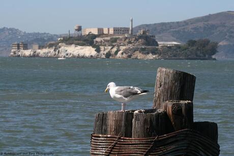 Escaped from Alcatraz