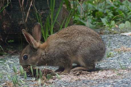 Peter Rabbit