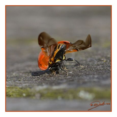 fitness for ladybugs | hand stand