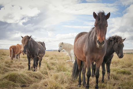 Wilde Paarden, IJsland