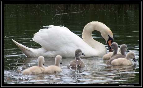 Brood gooien