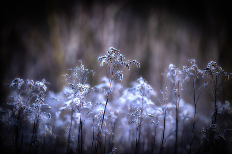 DUTCH WINTER I