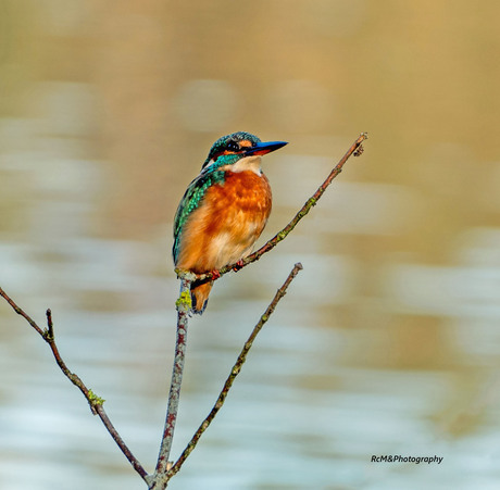 De IJsvogel.