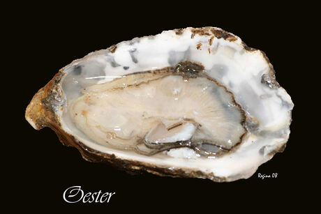 oester