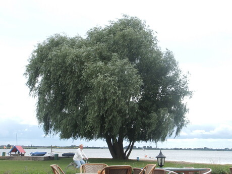 speciale boom op de camping van de zomer.. :P