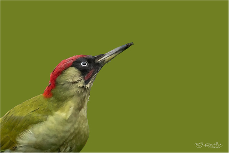 Groene Specht portretje