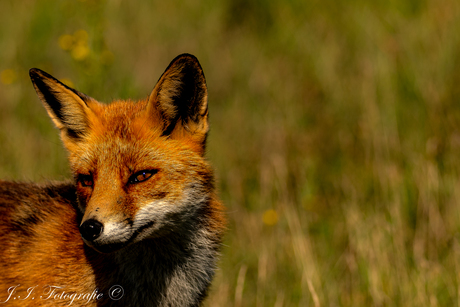 Cute Little Fox