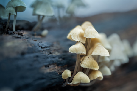 Groepje mini Mycena's 