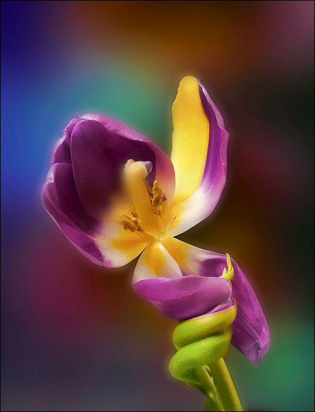 een tulp................................