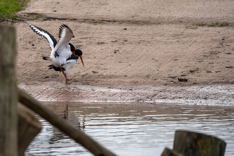 Voortplantende Scholeksters