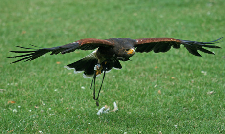 Woestijn buizerd