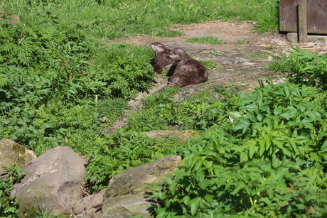 Otters in Natuurpark Lelystad