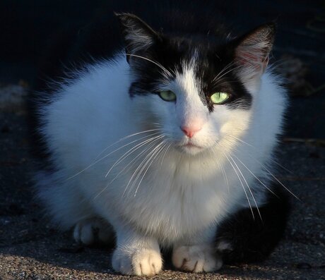 Chat du voisinage.