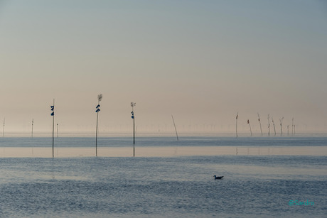Waddenzee
