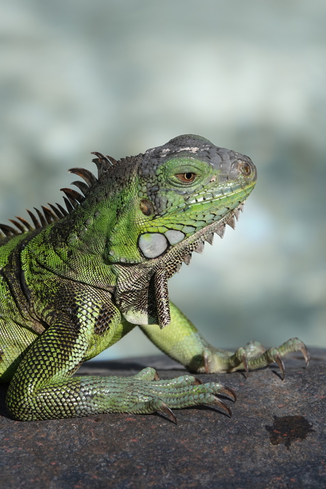 De groene leguaan (Iguana iguana)