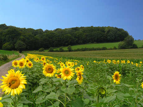 Verlangen naar de zomer