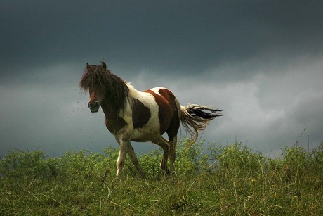 paard met vliegen