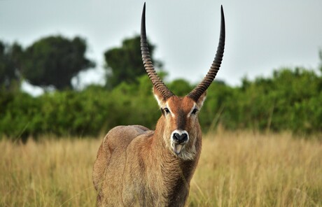 Waterbuck