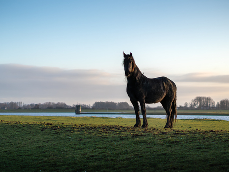 Paard
