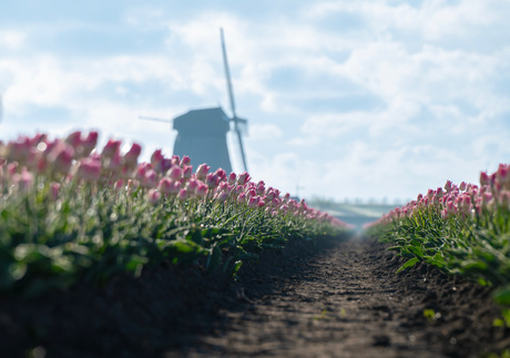Tulpenveld in het ochtendgloren 