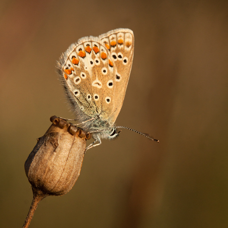 icarus blauwtje