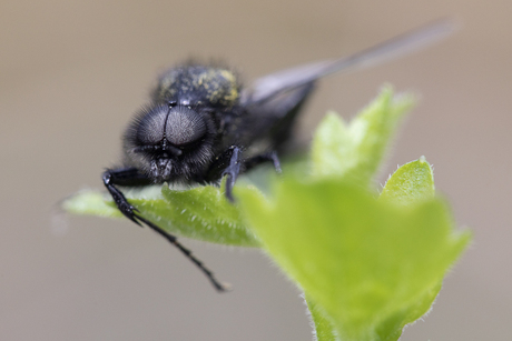 Zitten m'n haartjes goed?