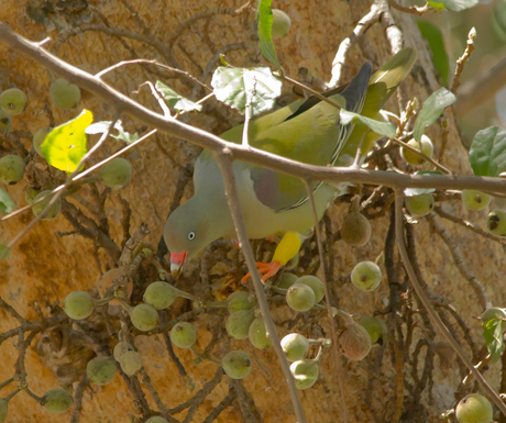 Afrikaanse Papegaaiduif (Zuid Afrika)