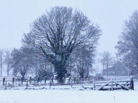 Witte wereld woudenberg