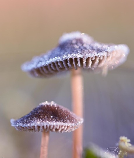 Frosty Mushrooms