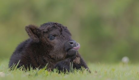 Schots hooglander kalf