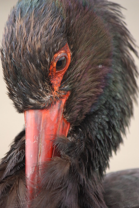 de vele kleuren vogel