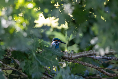 ijsvogel