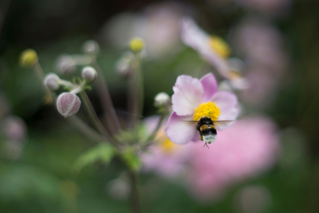 Hommel in dromenland