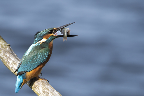 Kingfisher, Ijsvogel