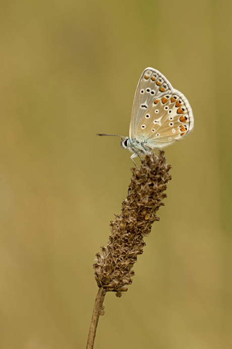 a blue summer evening