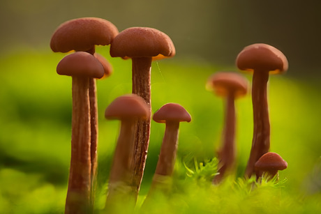 Bruinbeige herfst honing paddenstoelen