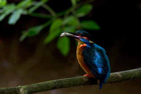 Wachtende ijsvogel