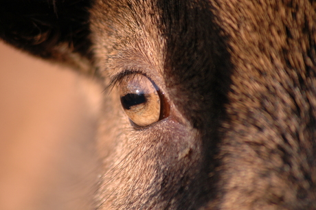 Geitje close-up