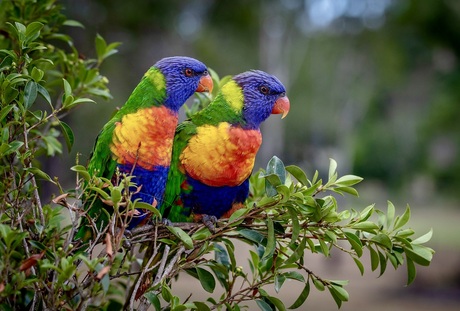 Twee Lori’s, één Betoverend Uitzicht