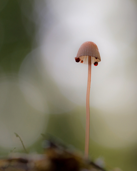 Grote bloedsteelmycena