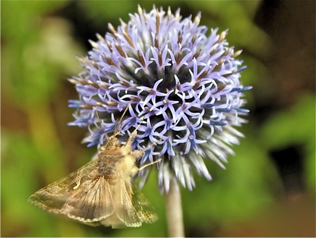 Gammauiltje op kogeldistel