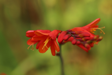 Crocosmia