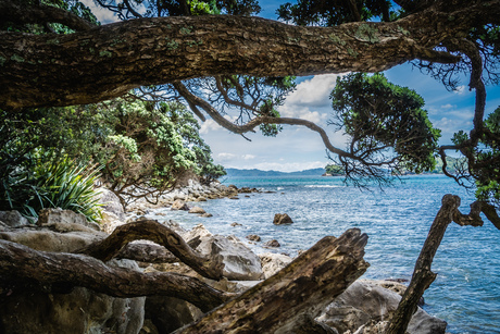 Coromandel Nieuw Zeeland